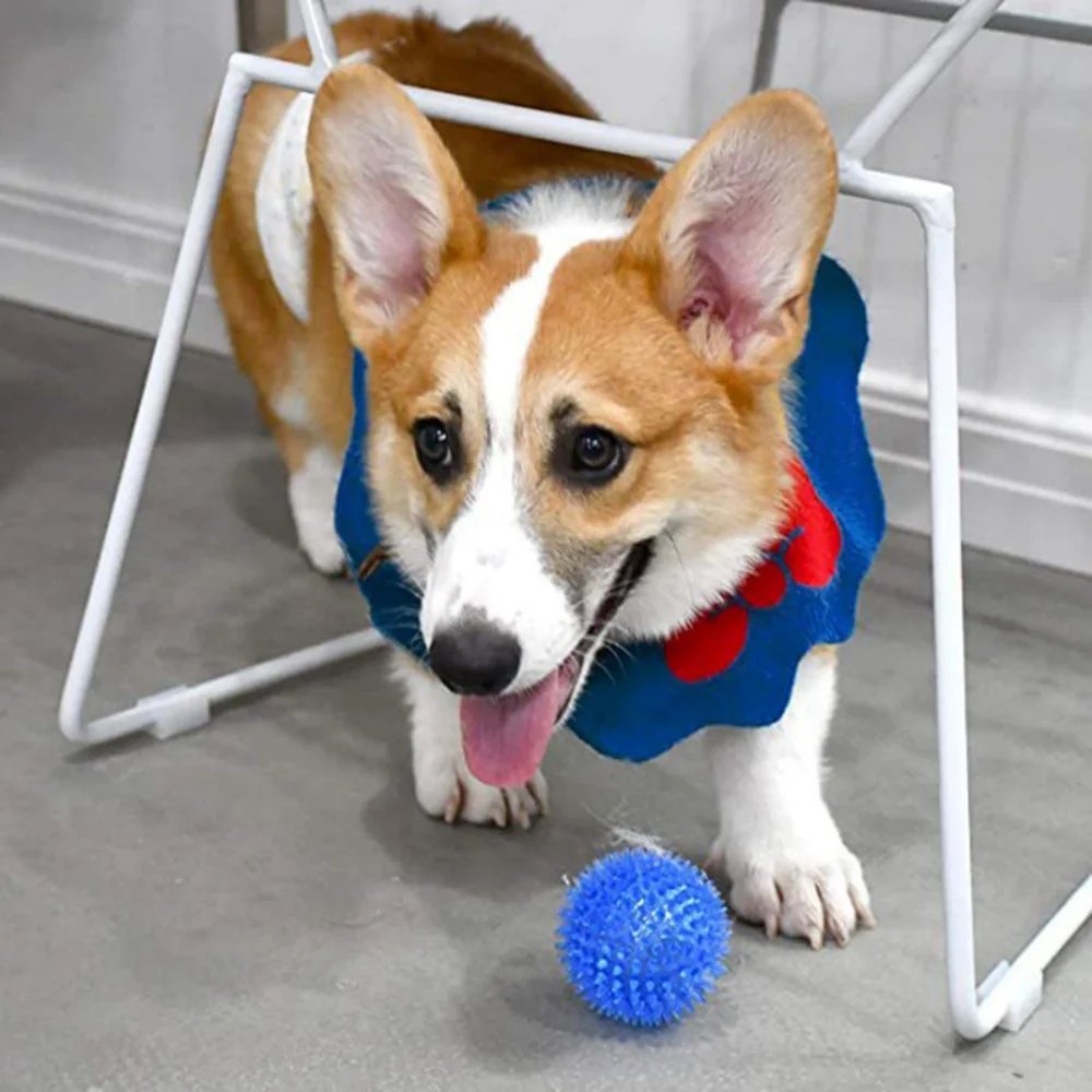 chien corgie qui joue avec sa balle dans la maison