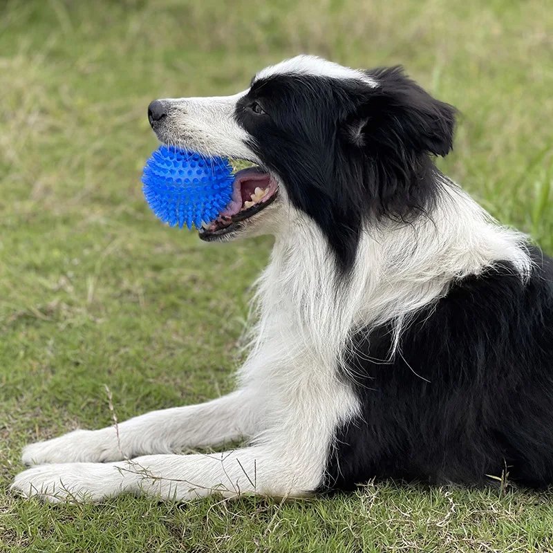 berger-heureux-avec-sa-Balle-pour-Chien