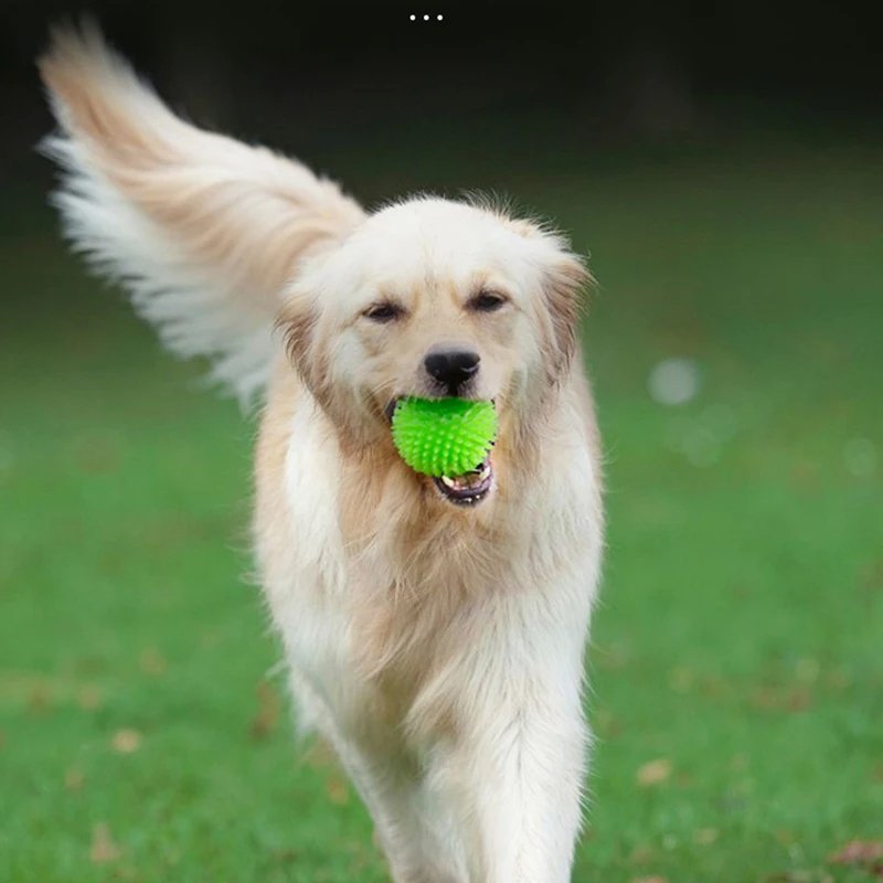 GOLDEN RETRIEVER AVEC UNE BALLE VERTE DANS LA GUEULE