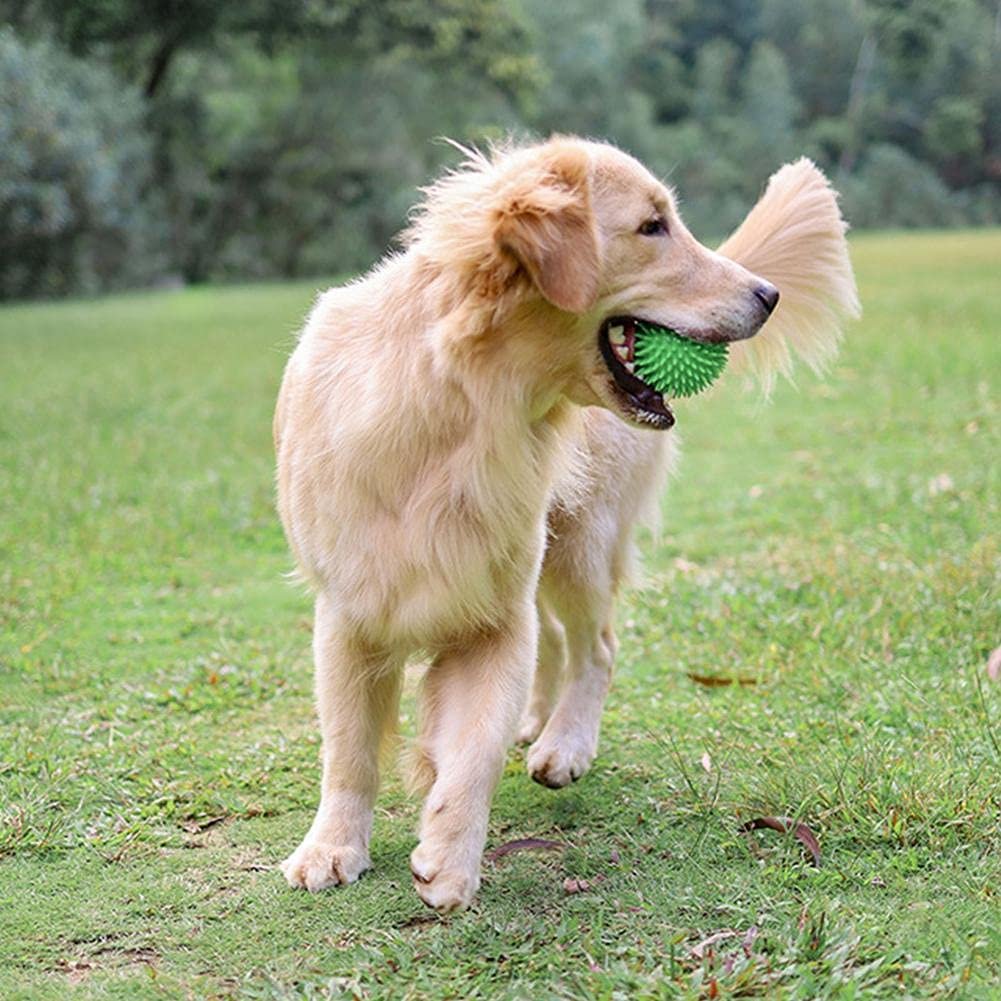 GOLDEN RETRIVER QUI MARCHE DANS L'HERBE AVEC SA BALLE DE COULEUR VERTE