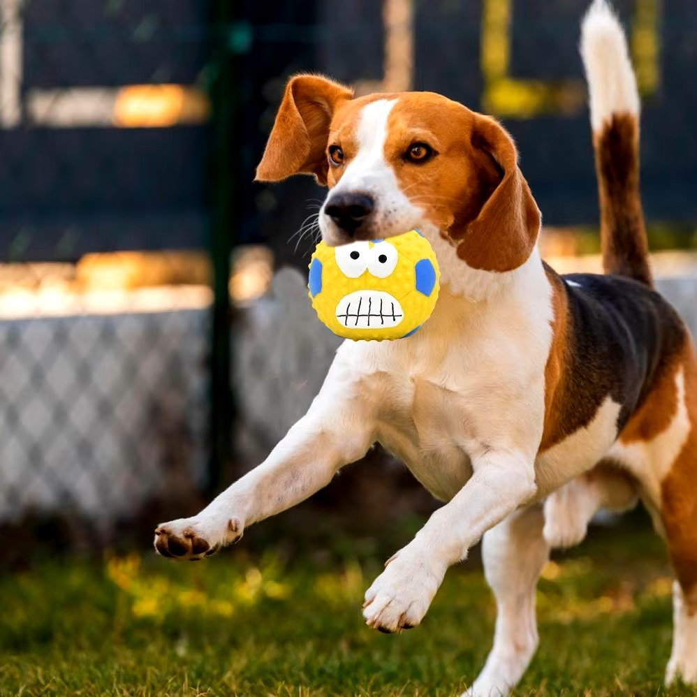 BEAGLE QUI COURT AVEC SA BALLE DANS LA GUEULE