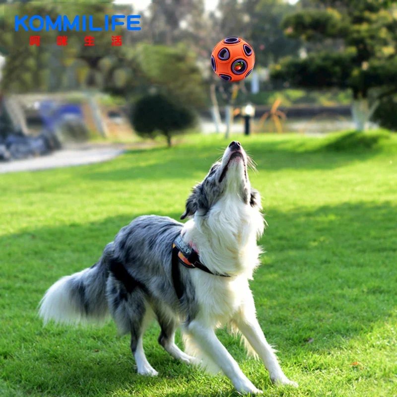 BERGER QUI S'AMUSE AVEC Balle pour chien ORANGE ET MAUVE LUMINEUSE AVEC TROUS DANS UN PARC