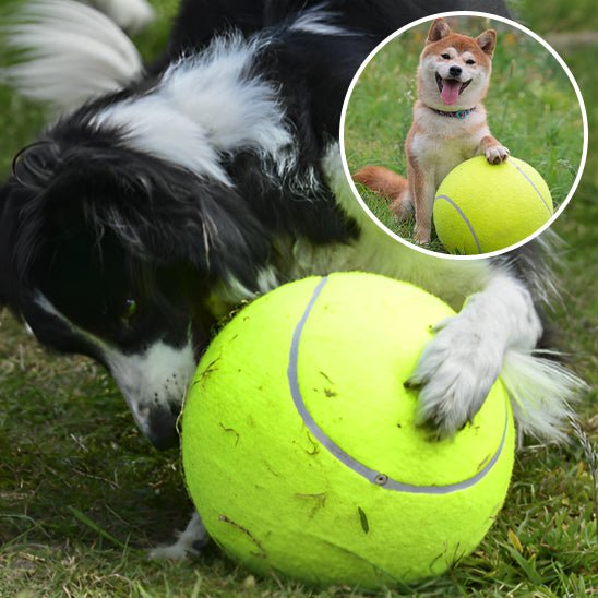 2 CHIENS JUANT AVEC LEUR DE TENNIS IMMENSE