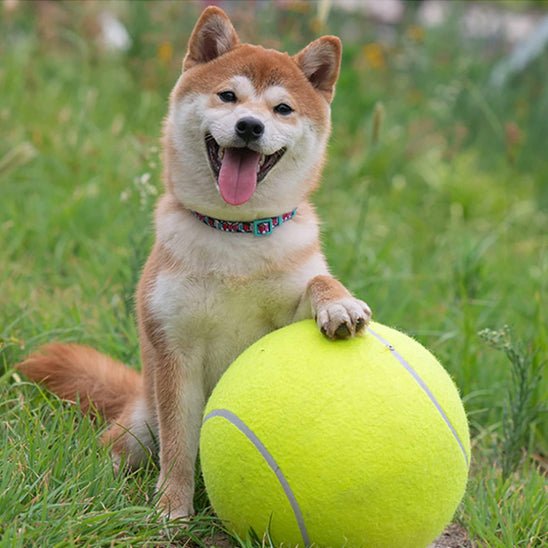 CHIEN JOUANT AVEC UNE BALLE DE TNIIS GEANTE