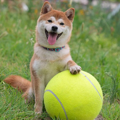 Balle pour chien