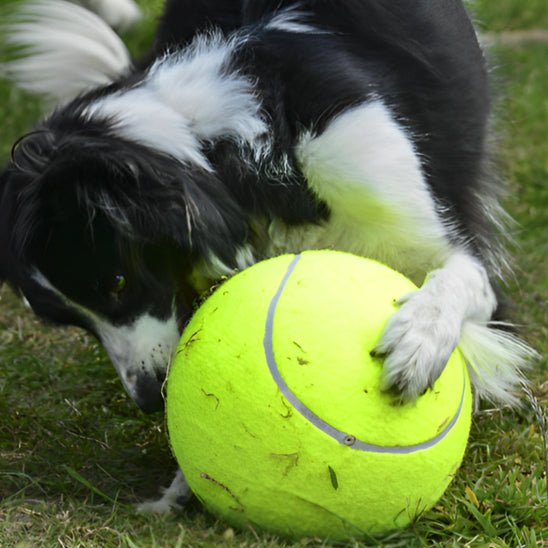 COLLIE QUI ESSAIT DE MORDRE UNE BALLE DE TENIS FORMAT GEANTE