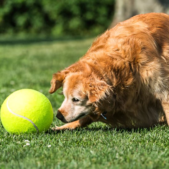 GOLDEN RETRIEVER JOUANT SA DALLE DE TENIIS FORMAT GEANTE