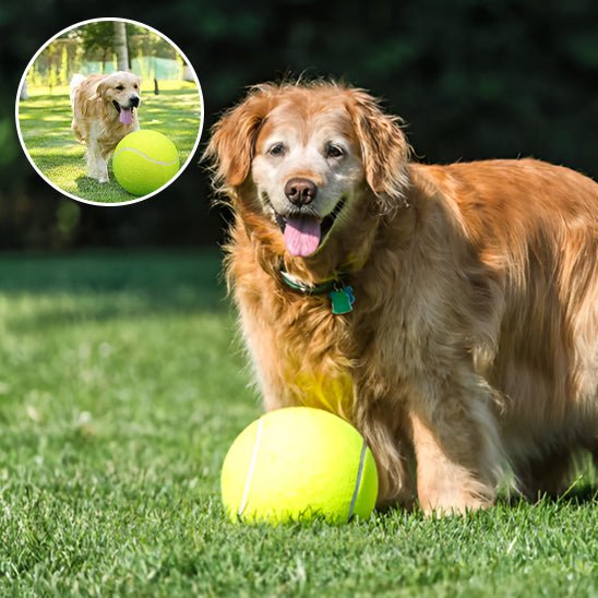 GOLDEN RETRIEVER DANS UN PARC AVEC SA BALLE DE TENNIS GEANTE