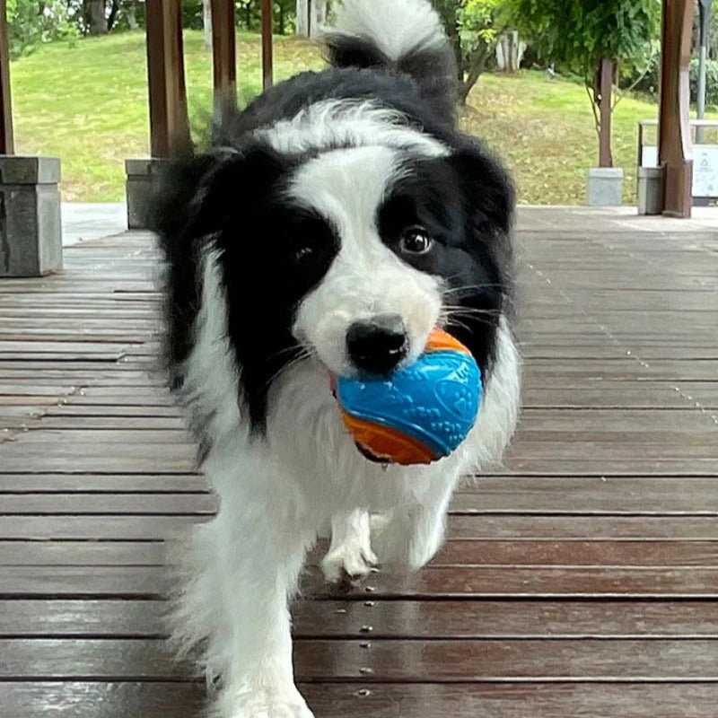 CHIEN BERGER QUI MARCHE AVEC  SA Balle pour Chien BLEU ET ORANGE DANS LA BOUCHE