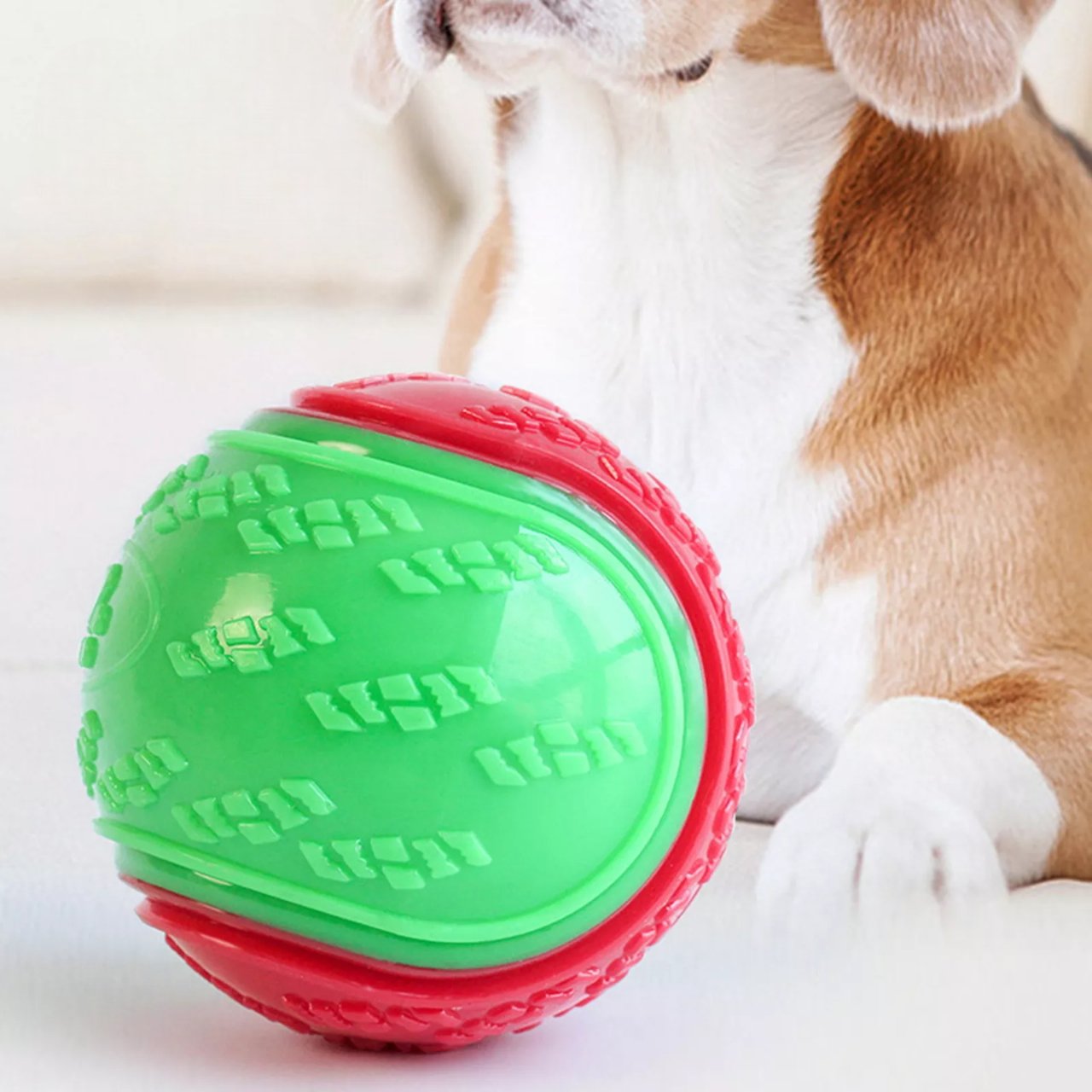 CHIEN COUCHE DEVANT SA BALLE VERTE ET ROUGE