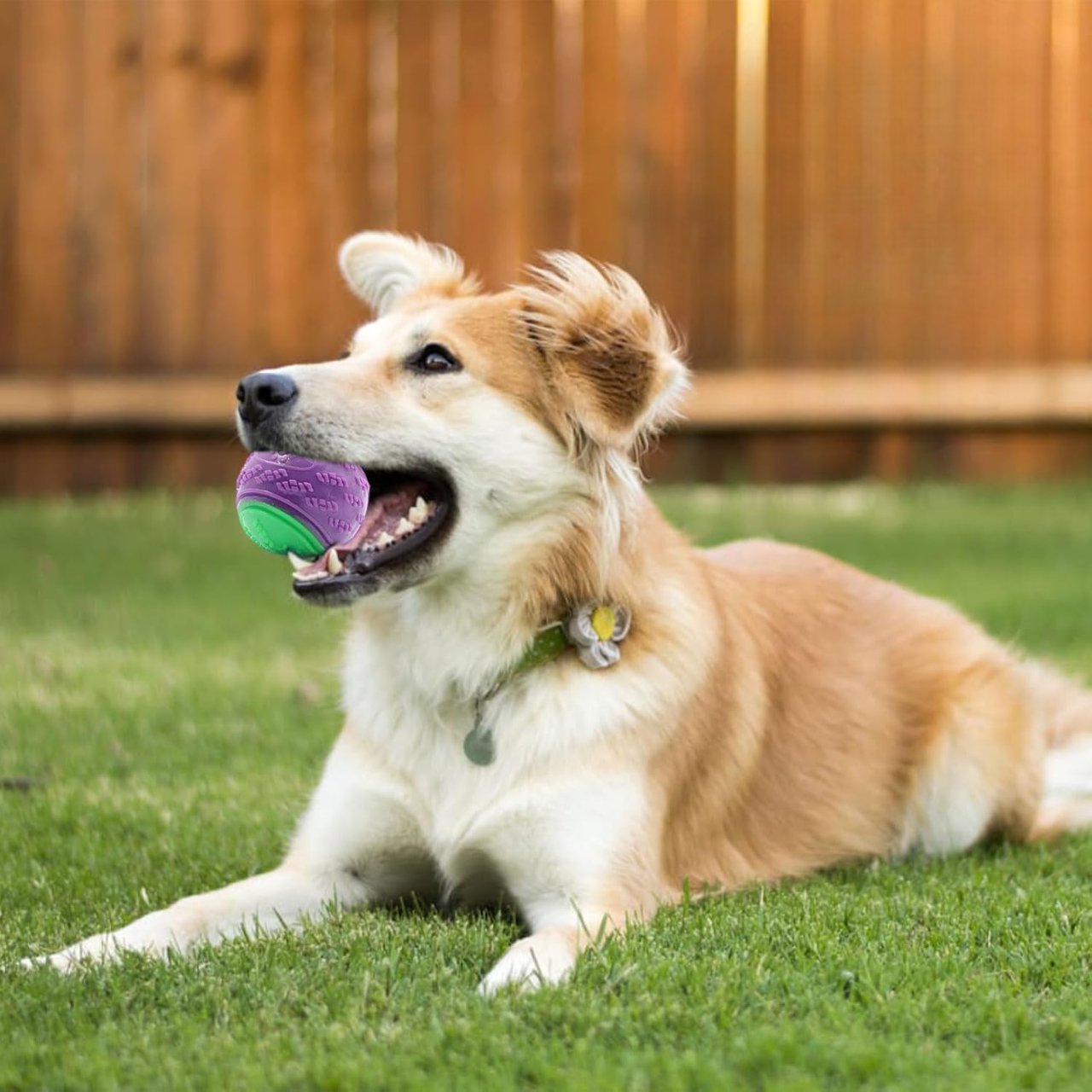 Balle pour Chien - InteractiveToys™ - Violet - Fun en chien