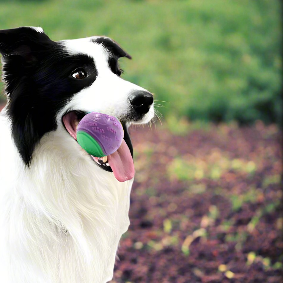 Balle pour Chien - InteractiveToys™ - Violet - Fun en chien