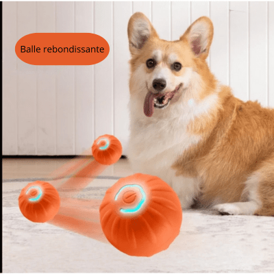 CORGI SUR LE TAPIS AVEC SA Balle pour chien ORANGE