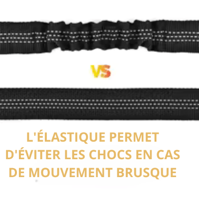 Ceinture de sécurité chien
