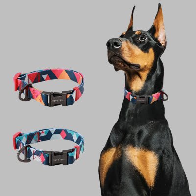 Collier chien - Coloré - Fun en chien