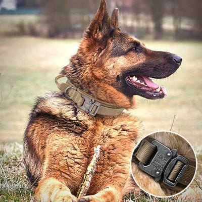Collier chien - Ensemble laisse Elitek9™ - Fun en chien