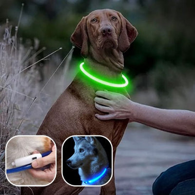 CHIEN EN BALADE NOCTURNE AVEC SON Collier chien - Lumineux - 