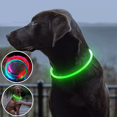 Collier lumineux chien-VERT