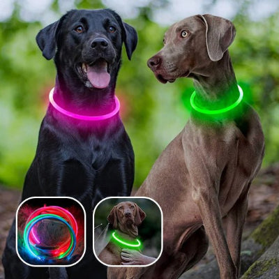 2 CHIEN PORTANT DES Collier chien - Lumineux - 