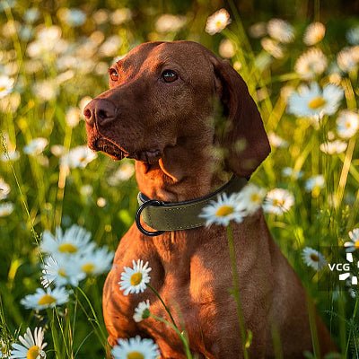 Collier cuir chien - Fun en chien