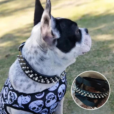 BOSTIN TERRIER AVEC UN CHANDAIL DE TETE DE MORT ET UN COLLIER EN SPIKE