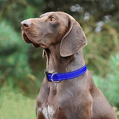 Collier pour Chien-Reflecto™