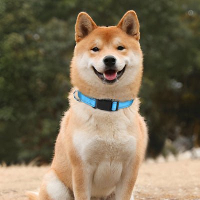 Collier pour Chien-Reflecto™
