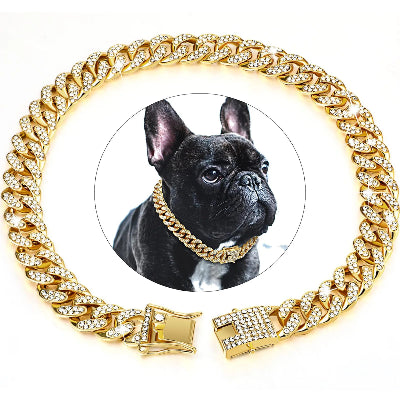 bouledogue francais avec collier chien style cubain et diamamt