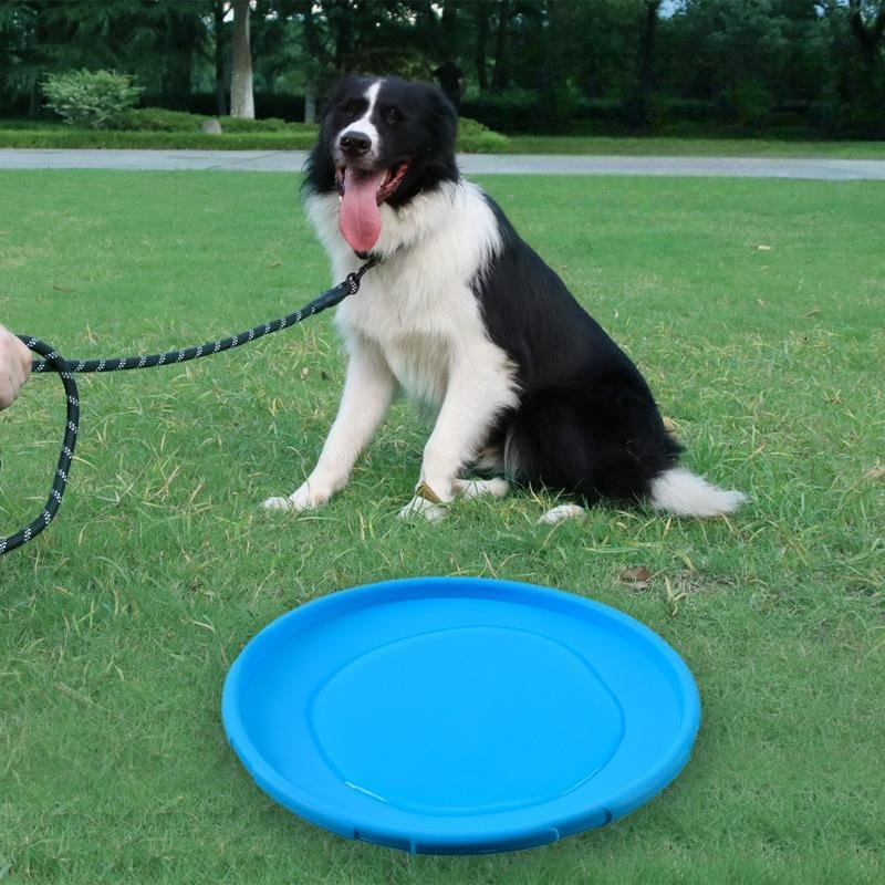 CHIEN TENU EN LAISSE DEVANT SON Frisbee BLEU