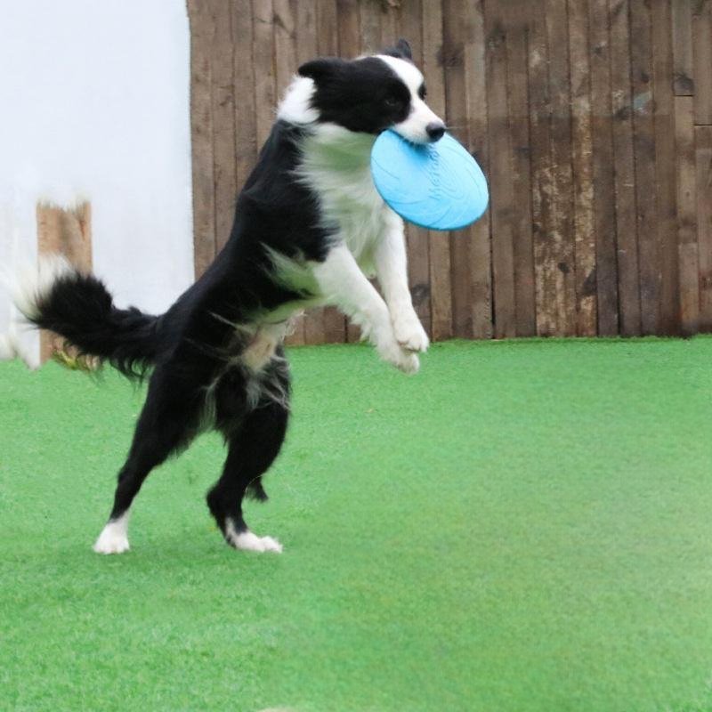 BERGER QUI SAUTE AVEC SON Frisbee DANS LA GUEULE