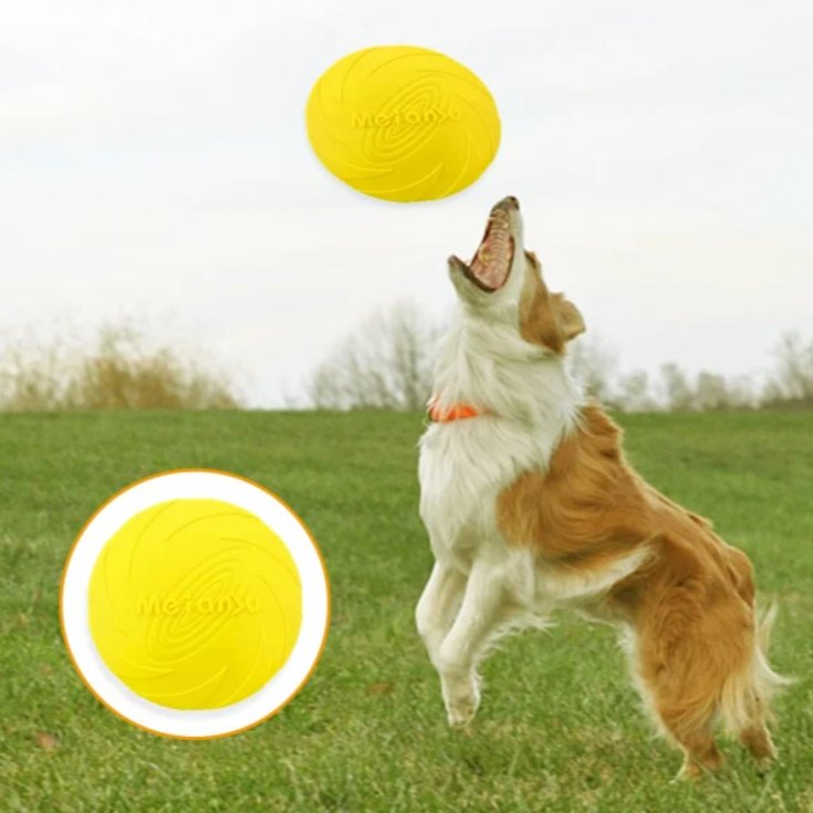 CHIEN A POILS LONG JOUANT A L'EXTERIEUR AVEC SON Frisbee JAUNE