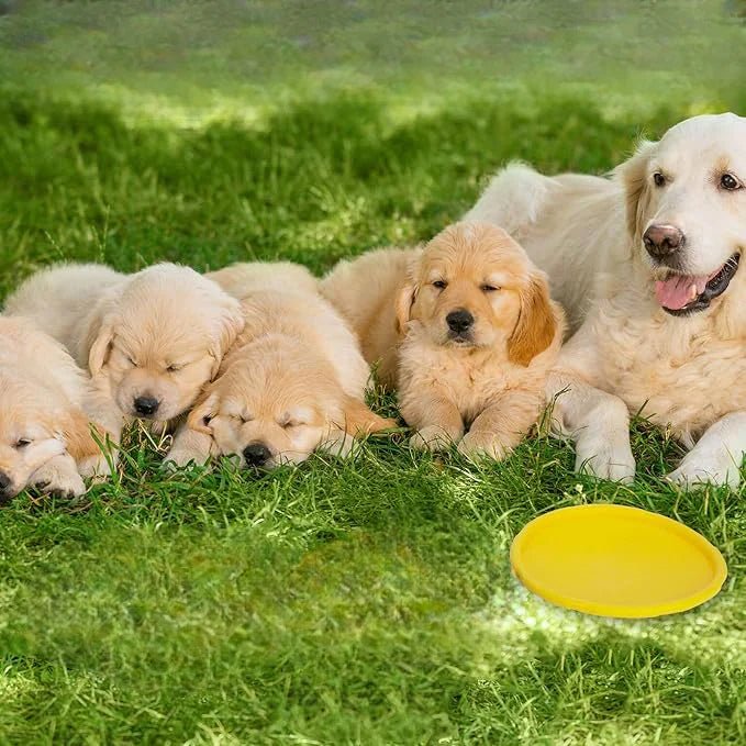 MAMAN GOLDEN RETRIEVER  AVEC SES 4 CHIOTS COUCHE DANS L'HERBE DEVANT SON Frisbee JAUNE