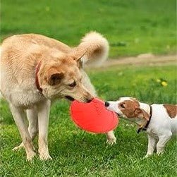 GRAND ET PETIT CHIEN QUI TIRAILLE DE CHAQUE COTE D'UN Frisbee 