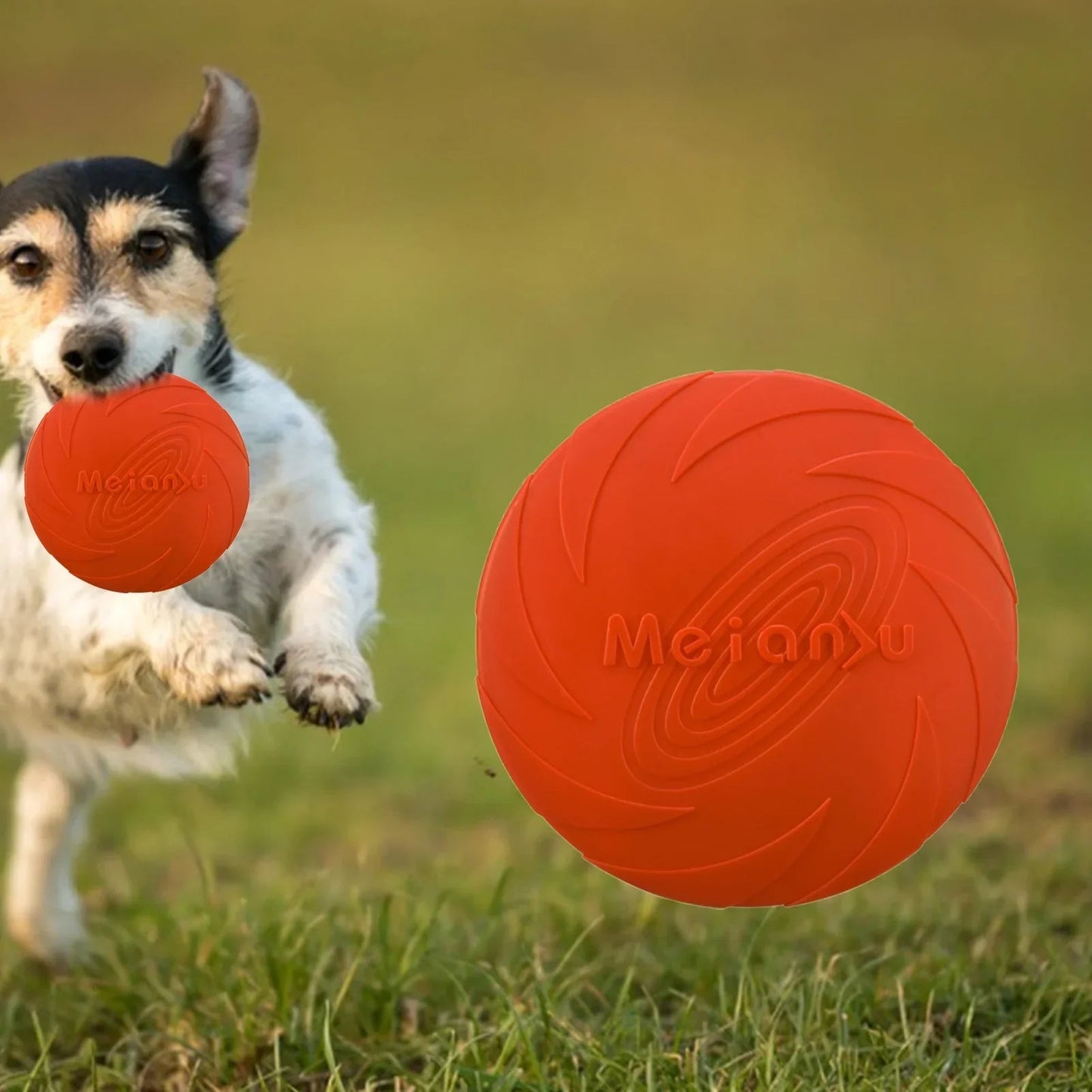 CHIEN TRICILORE QUI COURT AVEC SON Frisbee DANS LA GUEULE