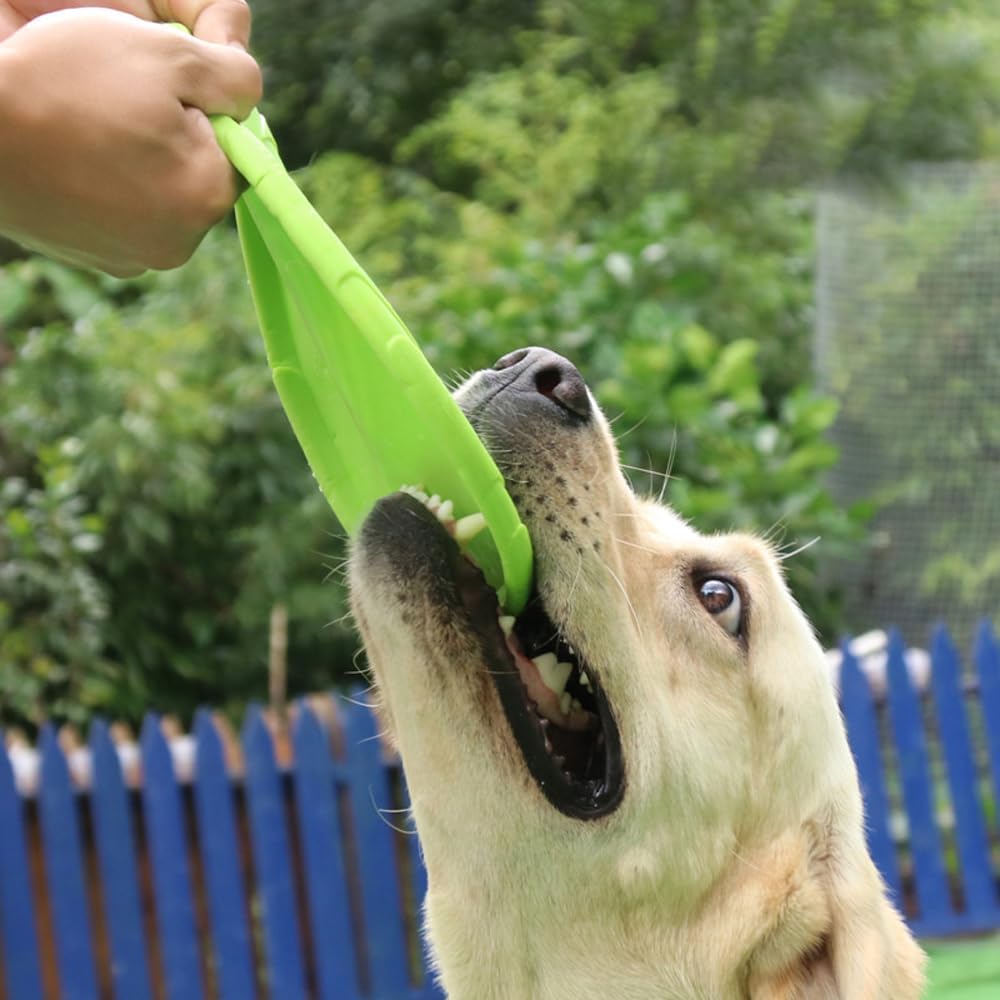 CHIEN QUI TIRE SUR UN Frisbee VERT