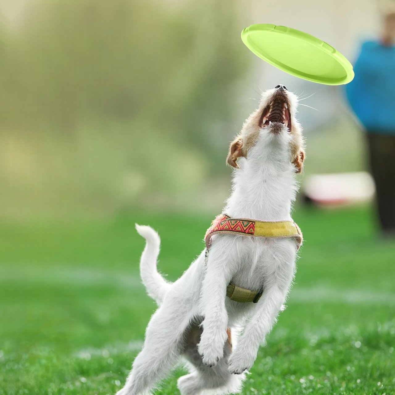 CHIEN QUI SATE POUR ATTRAPER SON Frisbee VERT