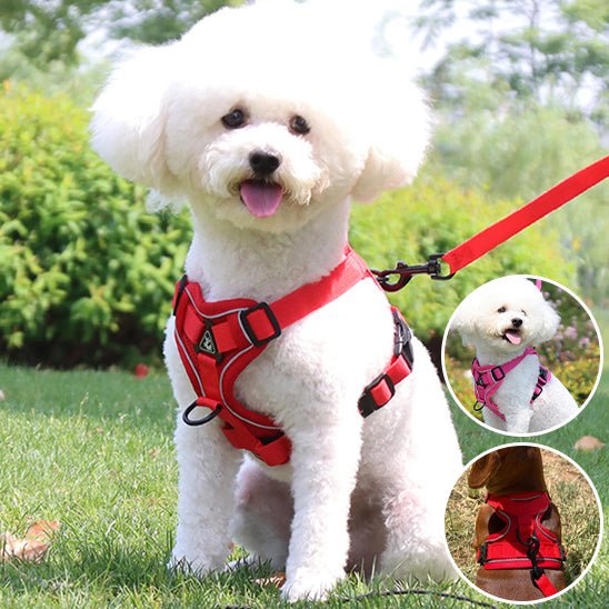 Harnais chien - Confortable - Fun en chien