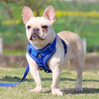 Harnais chien - Confortable - Fun en chien