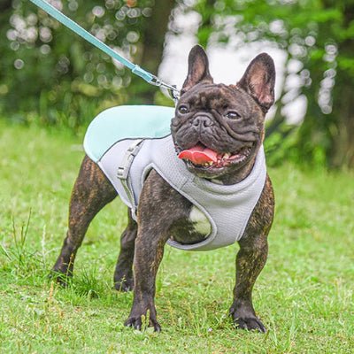 Harnais chien - Rafraichissant - Fun en chien