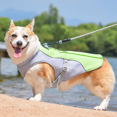 Harnais chien 