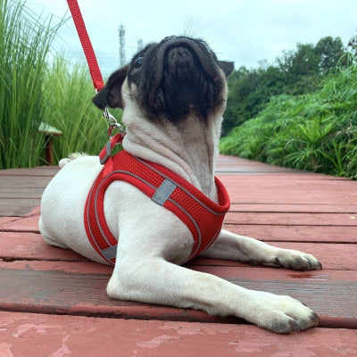 Harnais petit chien-littlePet™ ROUGE