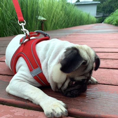 Harnais petit chien-littlePet™ ROUGE