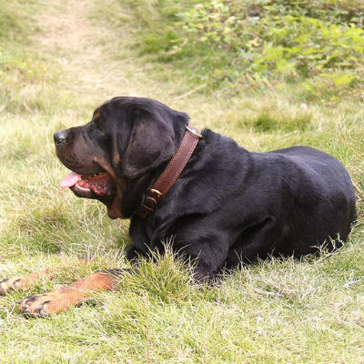 Collier chien-CUIR