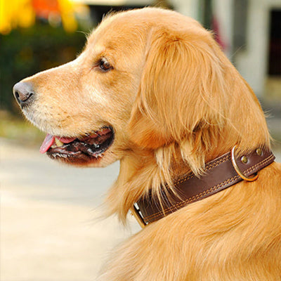 Collier chien-CUIR