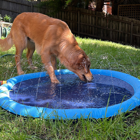 Piscine pour chien-Arrosoir