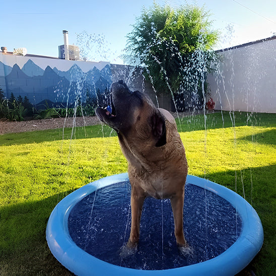 Piscine pour chien-Arrosoir