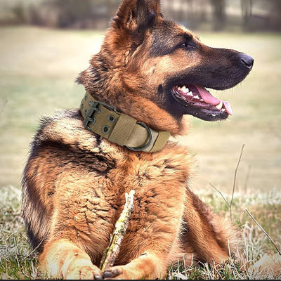 Collier chien-TacticK9