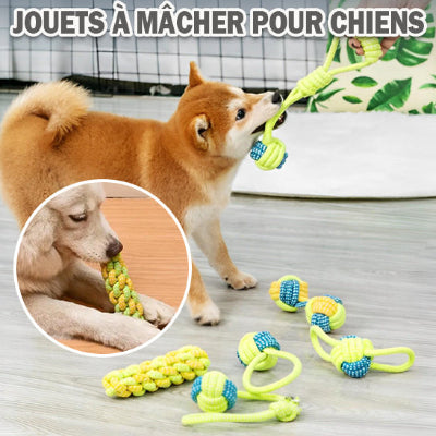 CHIEN QUI TIRE SUR UNE CORDE A MACHER