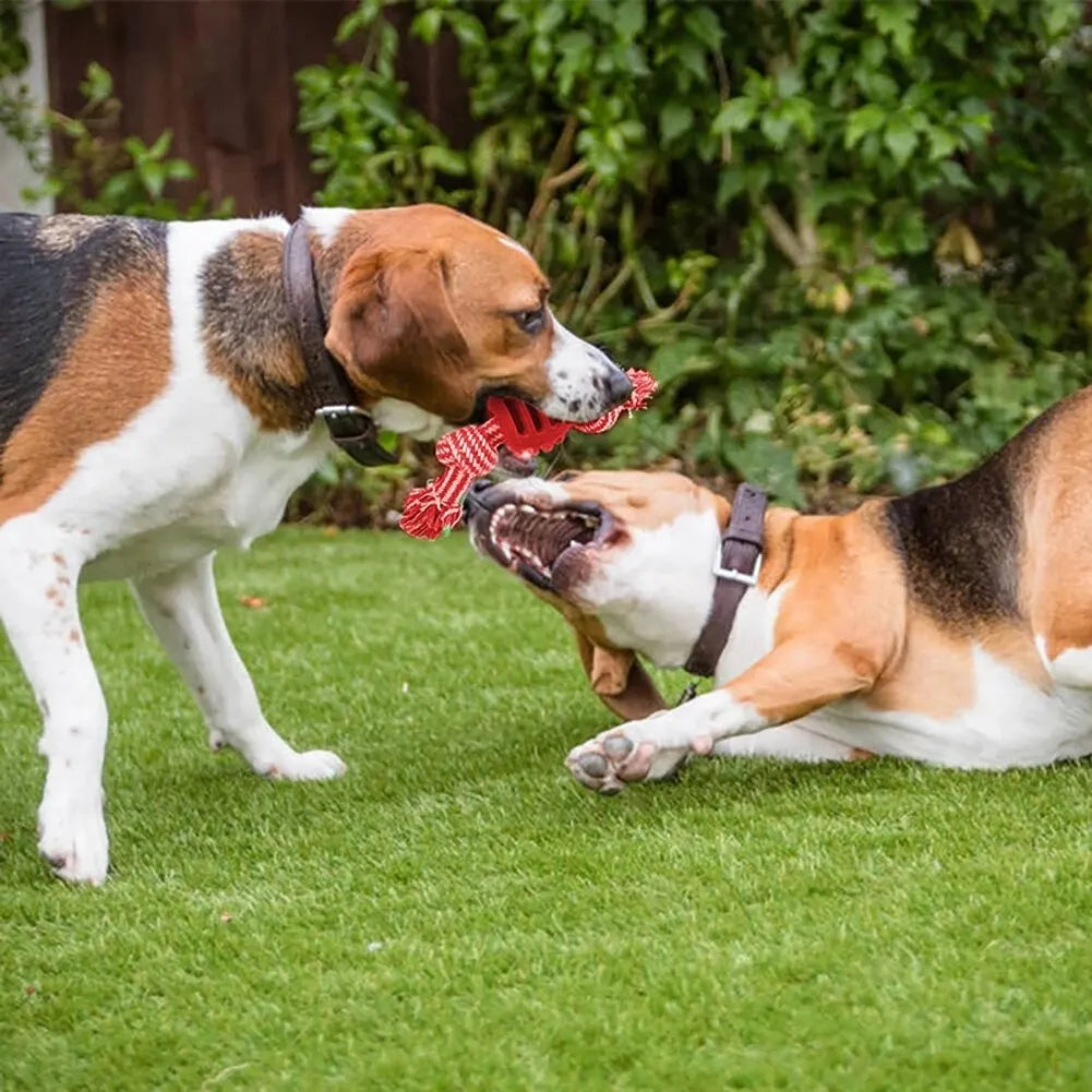 2 chiens beagle qui joue avec une corde a macher a l'exterieur dans l'herbe