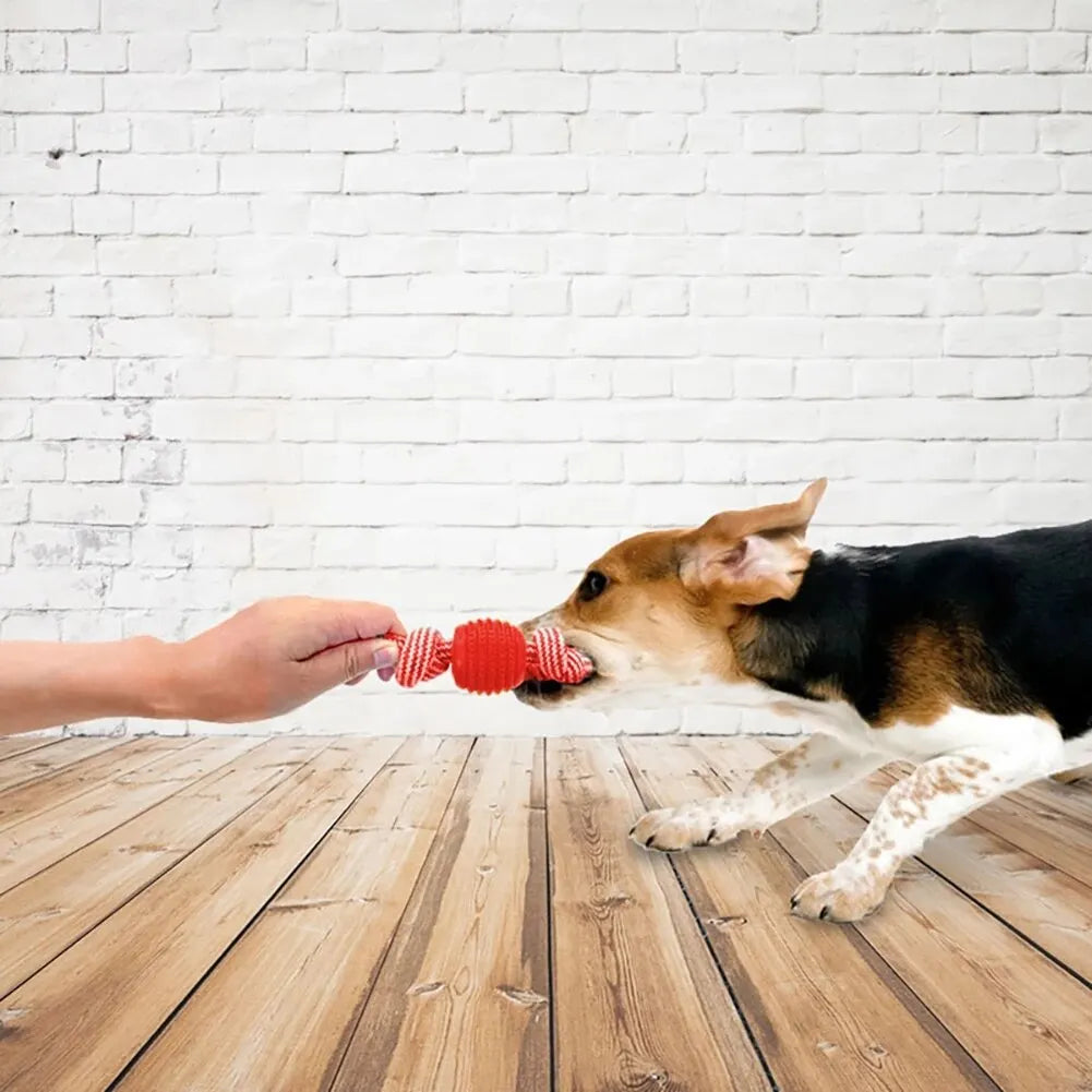 chien de race beagle qui mord une corde a macher en interaction avec un humain